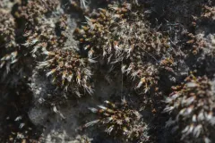Grimmia plagiopodia thumbnail 2