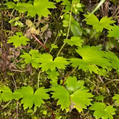 Oregon Sullivantia thumbnail 4