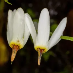 White Shootingstar thumbnail 2