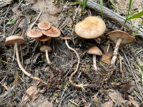 Baeospora occidentalis