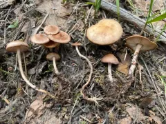 Baeospora occidentalis thumbnail 1