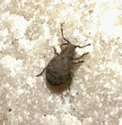 Hair-banded Broad-nosed Weevil thumbnail 3