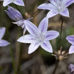 Bridges' Brodiaea thumbnail 4