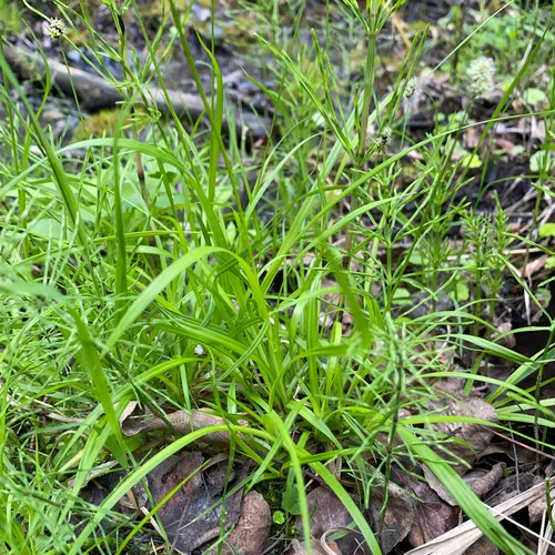 closed-headed sedge