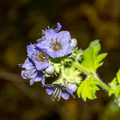 Bolander's Phacelia thumbnail 3