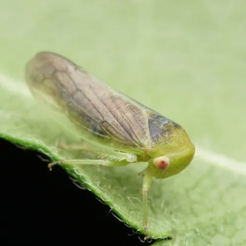 Honeylocust Leafhopper