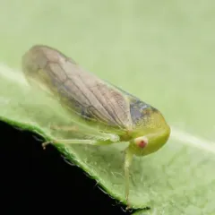 Honeylocust Leafhopper thumbnail 1