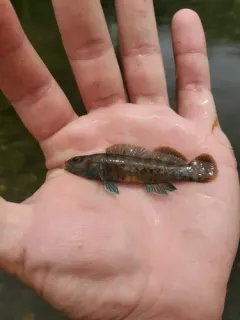 Spotted Darter thumbnail 2