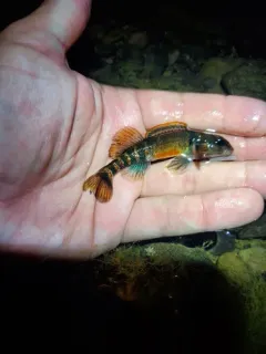 Variegate Darter thumbnail 2