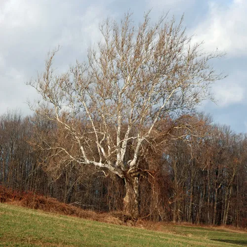 American sycamore