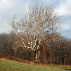 American sycamore thumbnail 1