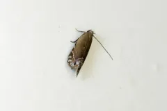 Music-loving Moth thumbnail 3