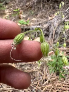 Lemmon's Catchfly thumbnail 2
