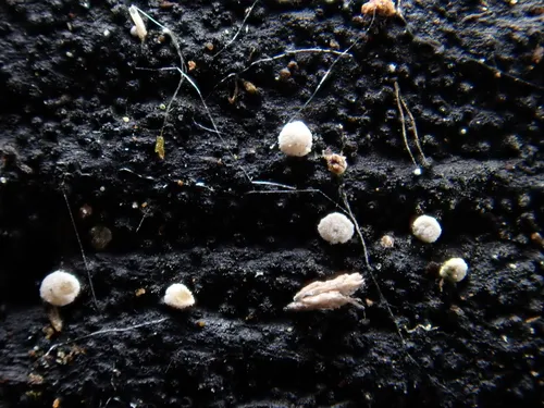Polydesmia pruinosa