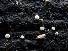 Polydesmia pruinosa thumbnail 1