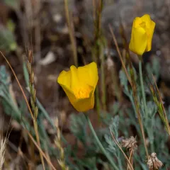Tufted Poppy thumbnail 2