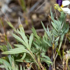 hall's violet thumbnail 2