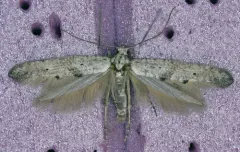 Ochromolopis ramapoella thumbnail 1