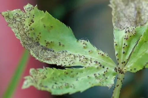 Puccinia saniculae