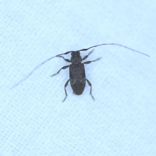 Alpha Long-horned Beetle