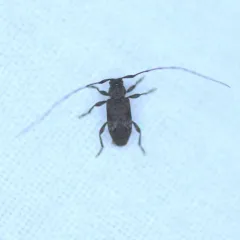 Alpha Long-horned Beetle thumbnail 1