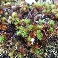 juniper haircap moss thumbnail 3