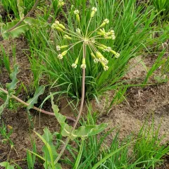 clasping milkweed thumbnail 4
