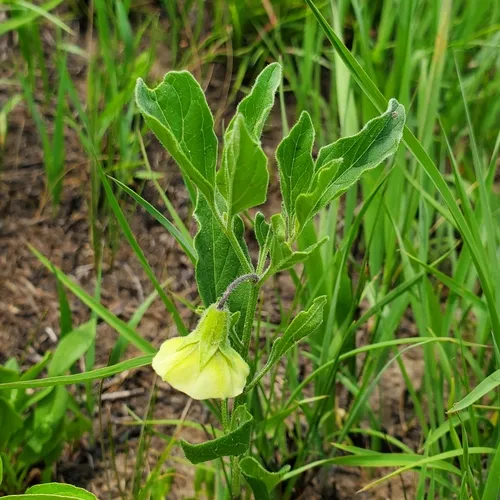 Virginia groundcherry