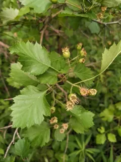 Blanchard's Hawthorn thumbnail 4