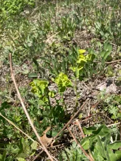 wood spurge thumbnail 3