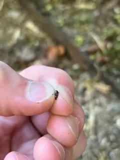 Trechus obtusus thumbnail 2