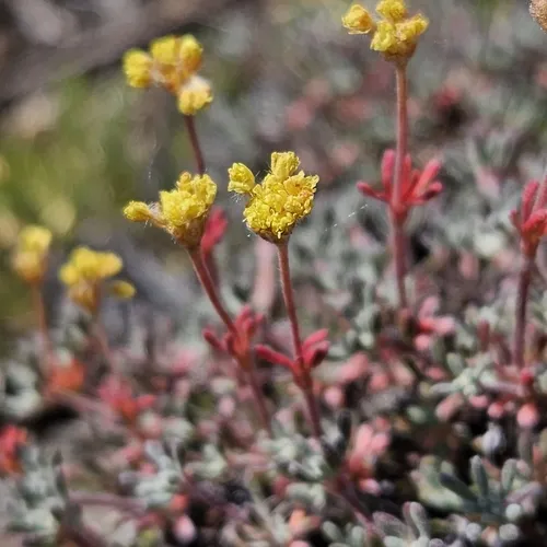 thymeleaf buckwheat