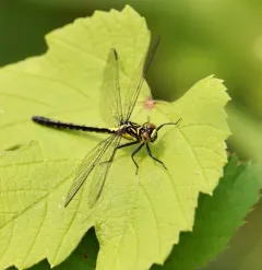 Southern Pygmy Clubtail thumbnail 2