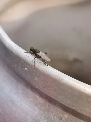 Sphaerocera curvipes