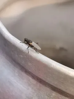 Sphaerocera curvipes thumbnail 1