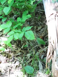 drooping bluegrass thumbnail 3