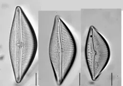 Encyonema triangulum thumbnail 3