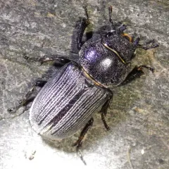 Antelope Beetle thumbnail 4