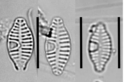 Planothidium rostratoholarcticum