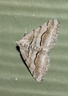 Digrammia setonana thumbnail 2