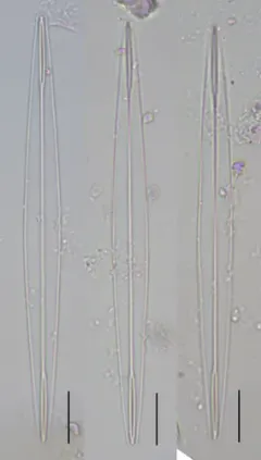 Amphipleura pellucida thumbnail 2