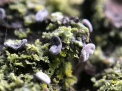 Didymium clavus thumbnail 4