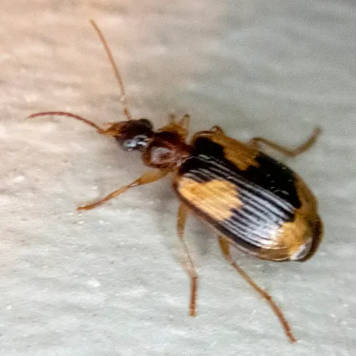 Lebia fuscata