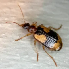 Lebia fuscata thumbnail 1