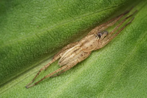Arachosia cubana