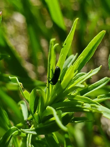 Toadflax stem weevil