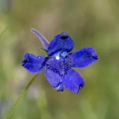 Willamette Valley larkspur thumbnail 2