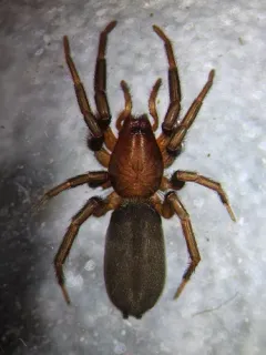 Zelotes puritanus thumbnail 4