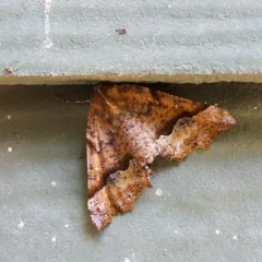 Morrison's Pero Moth thumbnail 3