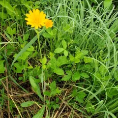 Two-flower Dwarf-dandelion thumbnail 4